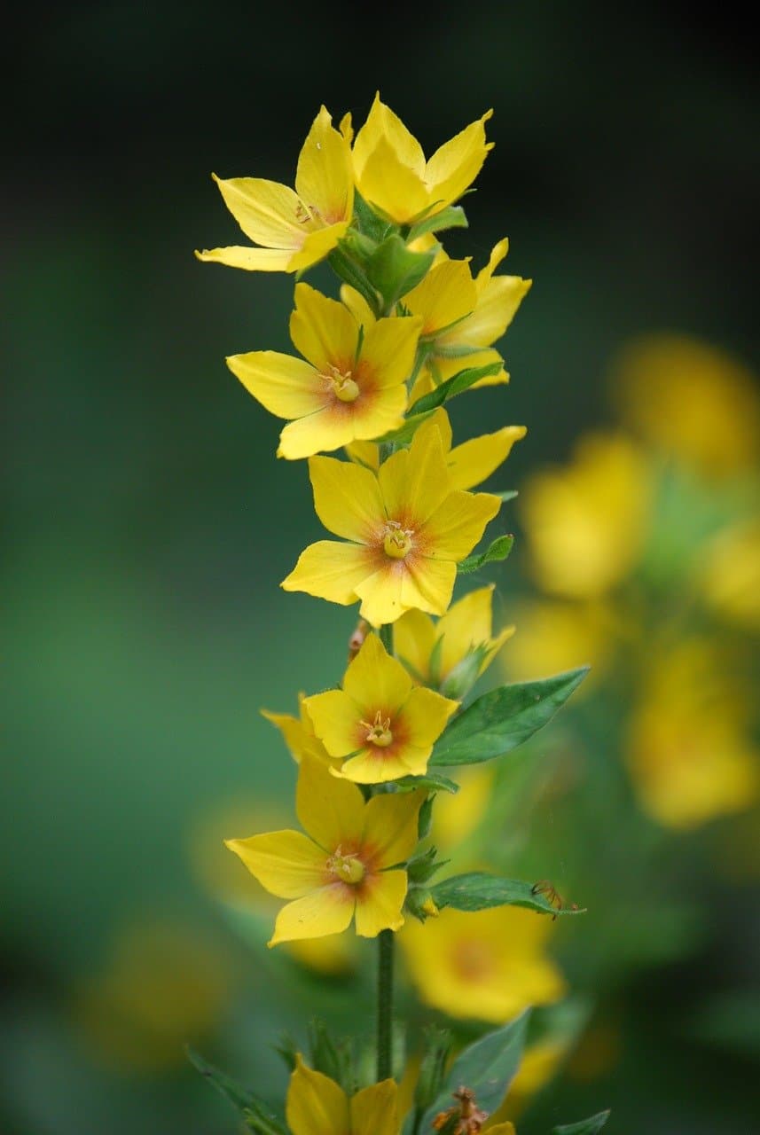 Relaxing Spa Environment